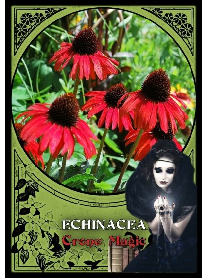 Flower Magic Oracle Kortos Solarus 2 Flower Magic Oracle Kortos Solarus 2