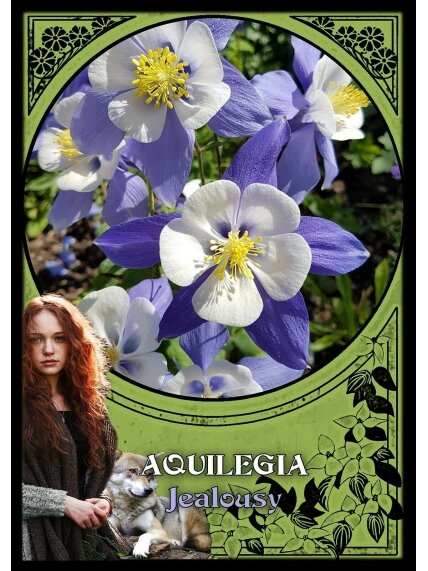 Flower Magic Oracle Kortos Solarus 3 Flower Magic Oracle Kortos Solarus 3